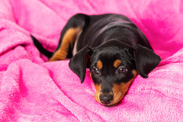 Cute pinscher puppy lying on a pink blanket