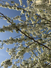 Blooming Tree Branches Against a Clear Blue Springtime Sky, background, backdrop, wallpaper. 