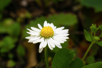 Fototapeta premium Close-up of a common daisy with white petals and a bright yellow center.