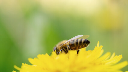 A close-up of a bee collecting nectar from a blooming dandelion