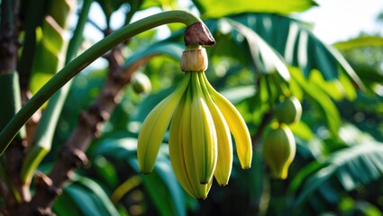 Tropical green plant showcasing a developing banana blossom and fruit in close-up