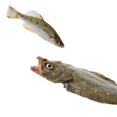 Fototapeta premium Flounder catch fish isolated on transparent background