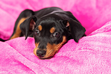 Cute pinscher puppy lying on a pink blanket