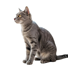 Obraz premium Grey polygonal cat isolated on transparent background