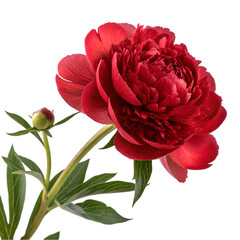Magnificent red peony flower isolated on transparent background