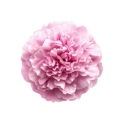 Naklejka premium Delicate Pink Peony Bloom Isolated on Transparent Background