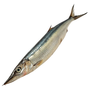 garfish Fish in transparent background.A single fresh whole garfish on a Transparent background seafood culinary ingredient cooking recipe preparation