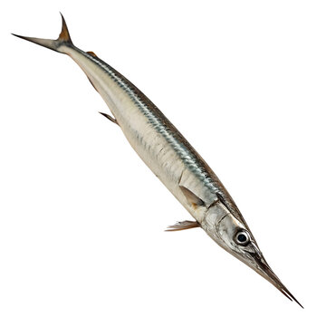 garfish Fish in transparent background.Closeup of a Needlefish on Transparent background Aquatic Animal Seafood Photography