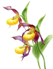 Watercolor orchid Cypripedium Calceolus, hand drawn floral illustration isolated on a white background.