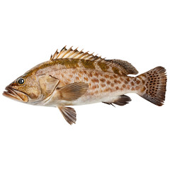 Naklejka premium grouper Fish in transparent background.A Closeup View of a Freshly Caught Spotted Grouper Fish on Transparent background