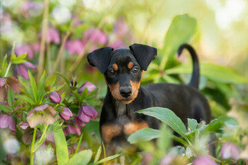 Cute puppy in spring flower christmas roses in nature background