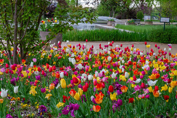 Tulpenbeete im Kölner Rheinpark 