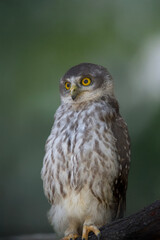 the barking owl is staring with its big yellow eyes