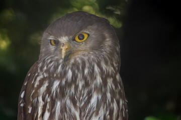 this is a close up of a barking owl