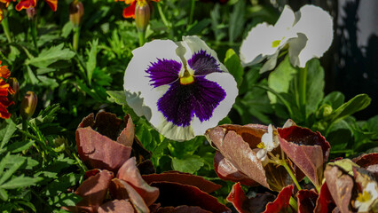 Violet Wind, white, blue eye, flowers, Begonia, garden, delicate petals, blooming, blurred...