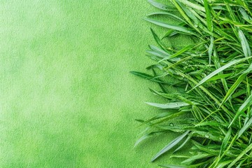 Fresh green grass with morning dew captured in natural light from a 90 degree overhead perspective