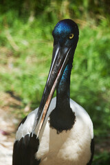 this is a close up of a black necked stork