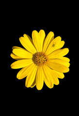 yellow daisy flower isolated