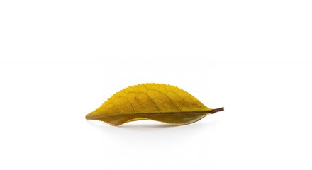 Naklejka premium Golden yellow dried leaf isolated