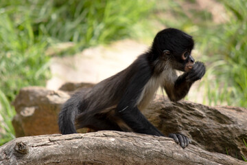 this is a young black handed spider monkey