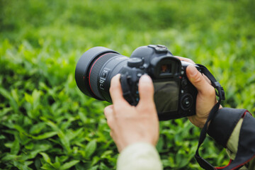 Fototapeta premium Photographer taking photo of geen tea shoots in spring ,China
