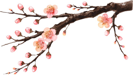 Delicate cherry blossom branch with pink flowers and buds, watercolor style on white background