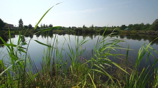 
Green reeds on a lake shore with a wooden bridge in ukrainian village panorama
