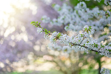 White cherry blossoms on branch with green leaves against blurred spring garden background