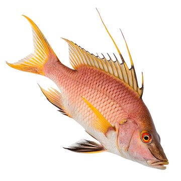 hogfish Fish in transparent background.Stunning View of a Pink and Yellow Squirrelfish a Vivid Tropical Fish