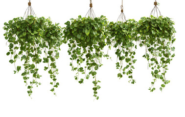 Naklejka premium Beautiful hanging green plants, isolated on transparent background