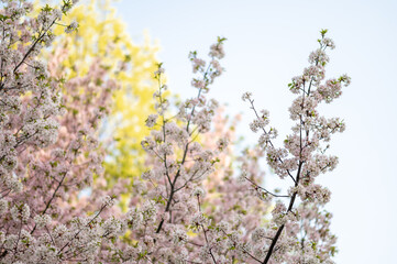 Branches of cherry tree covered with delicate pink and white blossoms under clear blue sky