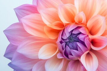 Fototapeta premium Magnificent dahlia bloom showcasing vibrant colors and intricate petal details in a serene setting