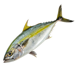 Fototapeta premium jackfish Fish in transparent background.Fresh Yellowtail Fish Isolated on Transparent background High Resolution Image for Seafood Market or Restaurant Menu