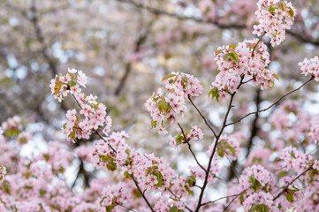 Obraz premium branches of lush blooming sakura, spring background or postcard