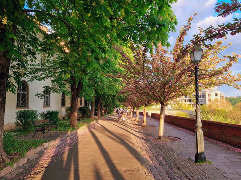 T&oacute;th &Aacute;rp&aacute;d promenade in Budapest with colorful pink blossoms during Spring at sunset, park near Fisherman's Bastion, Budapest, Hungary