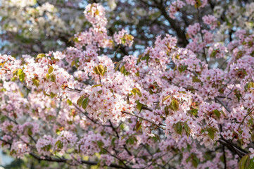 branches of lushly blooming pink cherry, sakura, spring mood