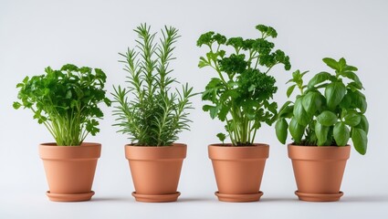 Collection of fresh potted aromatic herbs for garden or home use