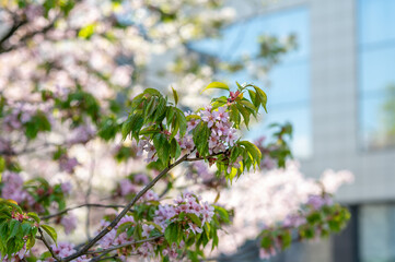 branch of blossoming cherry, sakura close-up against the background of a modern building, spring...