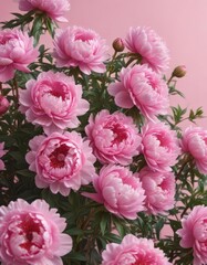 Dense cluster of pink peonies against a soft pink backdrop , summer, image