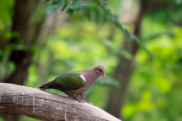 the emerald dove is perched on a tree branch