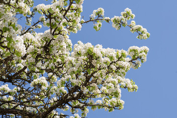 a branch of a lushly blooming pear, apple tree against the background of a spring blue sky