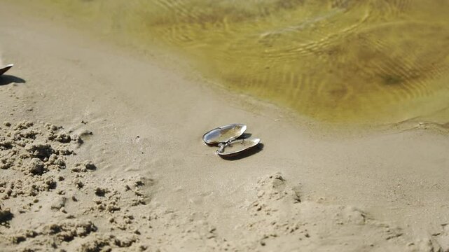Empty opened shell lies on a sand at a river shore close-up
