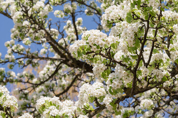 a branch of a lushly blooming pear, apple tree against the background of a spring blue sky