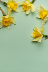 Daffodils creating a border on pastel green background