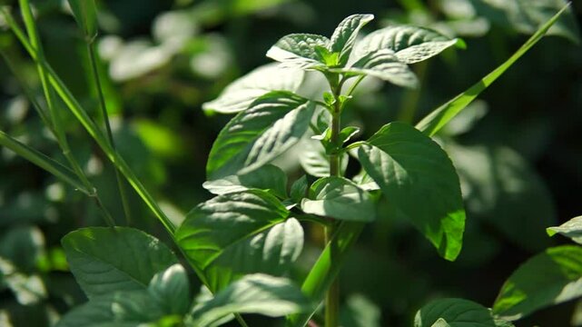 
Wild peppermint close-up with big green leafs sways in a wind at sunny day
