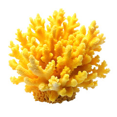 Yellow coral isolated on transparent background