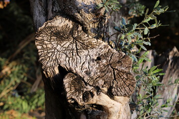 old stump in the city park