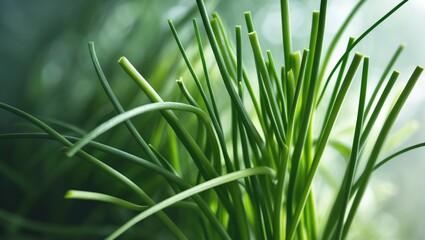 Naklejka premium Fresh Chives: A Natural Culinary Ingredient Boosting Flavor and Nutrition in Spring Garden Dishes