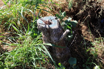 old stump in the city park