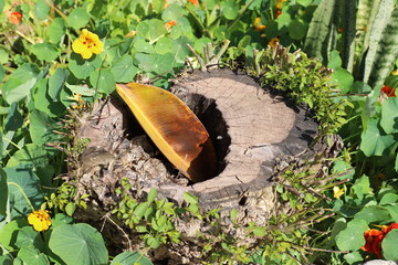 old stump in the city park